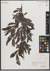 Foto von Salix L.